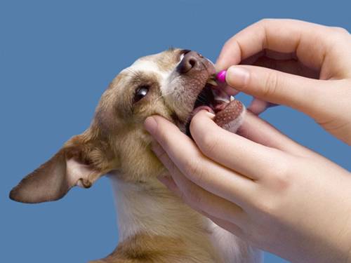 Diarreia e pelagem sem brilho são alguns  sintomas causados pelos vermes em cães