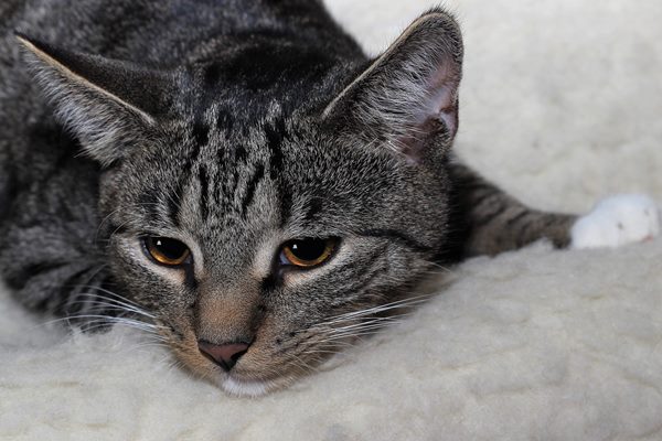 gato deitado triste doente Gundula Vogel por Pixabay