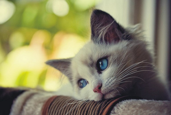 Por que meu gato está triste? – Se Meu Pet Falasse…