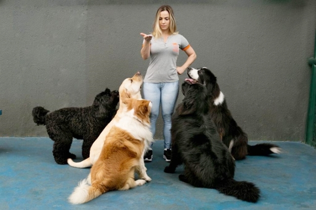 CNN Pets Extraordinários” apresenta o maior cão do mundo – Se Meu